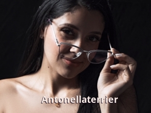 Antonellaterrier