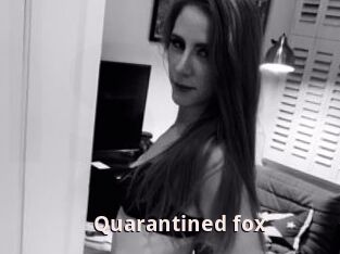 Quarantined_fox